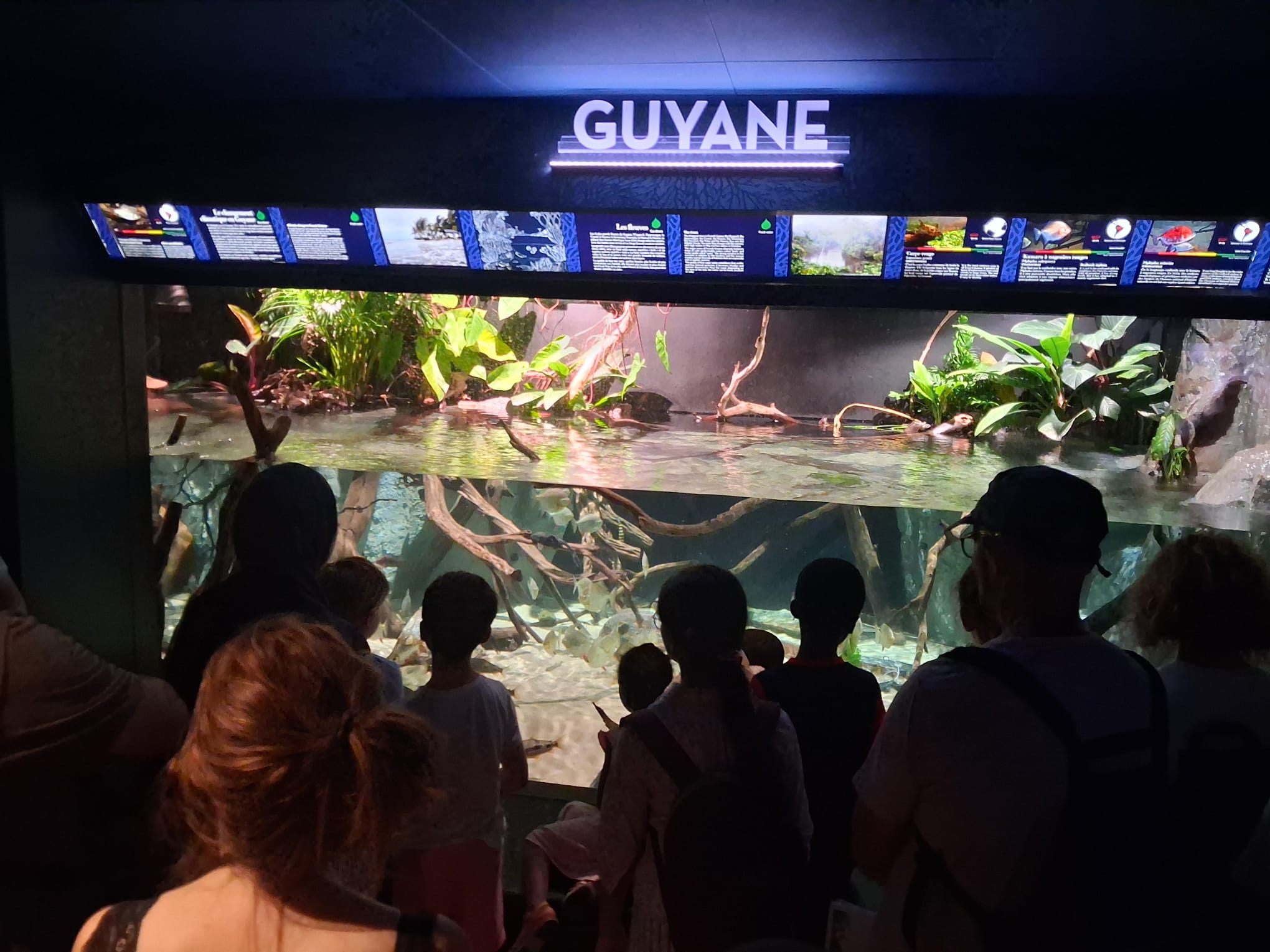 10. l'été au palais - aquarium 4
